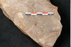 Foto (Detailansicht) von Neuropteris pteroides Goeppert (NHMW-GEO-2024-0188-10673)